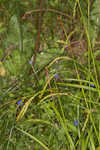 European woodland sedge